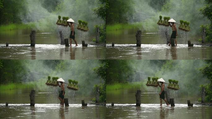 农民在雨季种植水稻。他被水和泥浸透，准备播种。