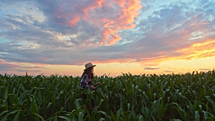 夕阳下走在玉米地里的斯洛·莫年轻女子