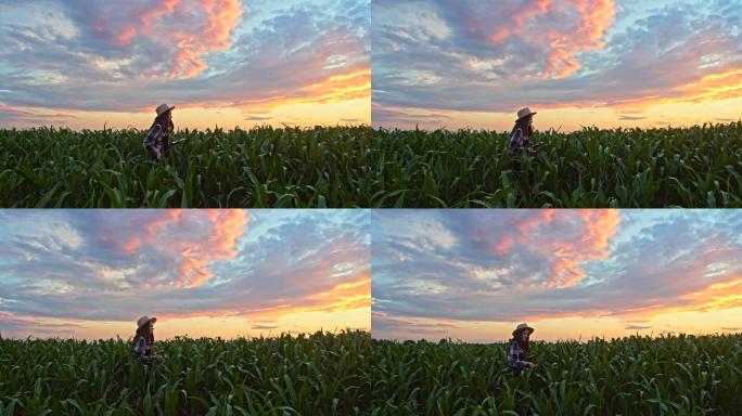夕阳下走在玉米地里的斯洛·莫年轻女子