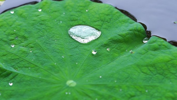 荷叶上的水珠露珠露水