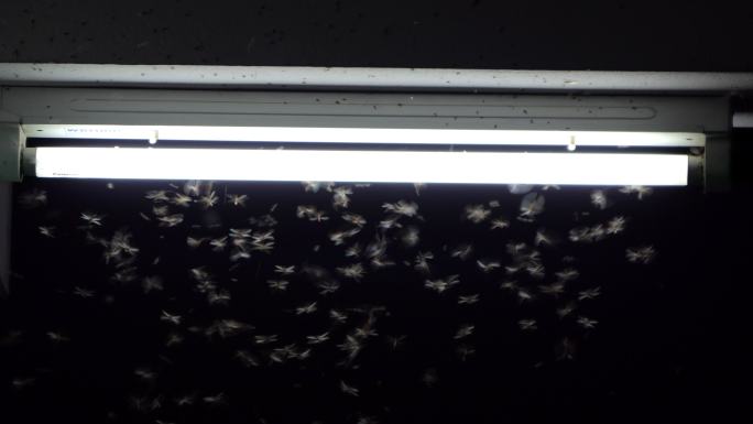 一群蜉蝣在荧光灯周围飞翔。