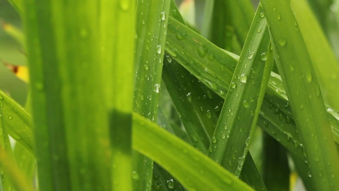 缩小镜头，雨中的绿色潘丹树叶。