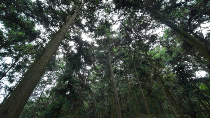 热带雨林原始森林丛林树林松树松柏树