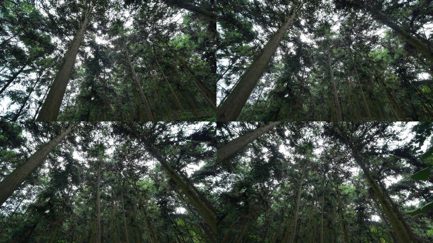 热带雨林原始森林丛林树林松树松柏树