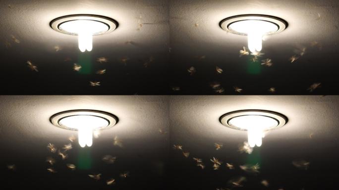4K蜉蝣成群结队飞翔的镜头，虫子的生活理念