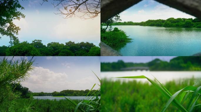 4k湿地生态环境实拍素材