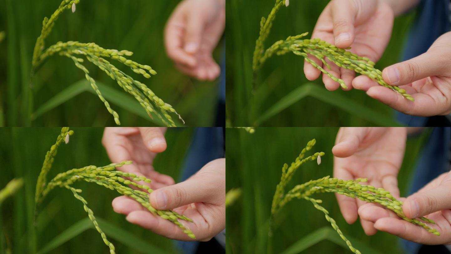 农民人手检查稻田粮食种植