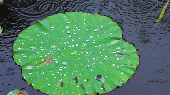 荷叶上的水珠露珠露水 下雨天雨中春雨