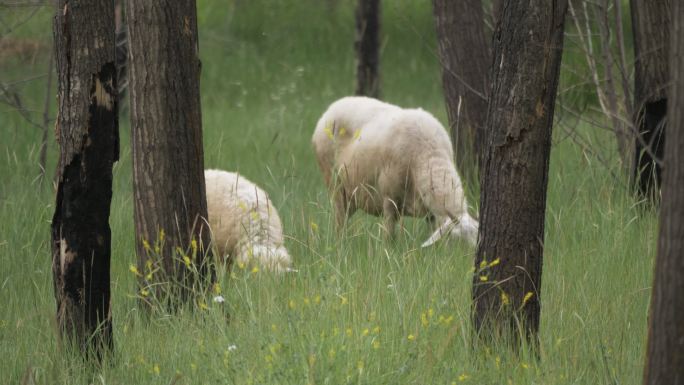 野外树林放羊视频素材