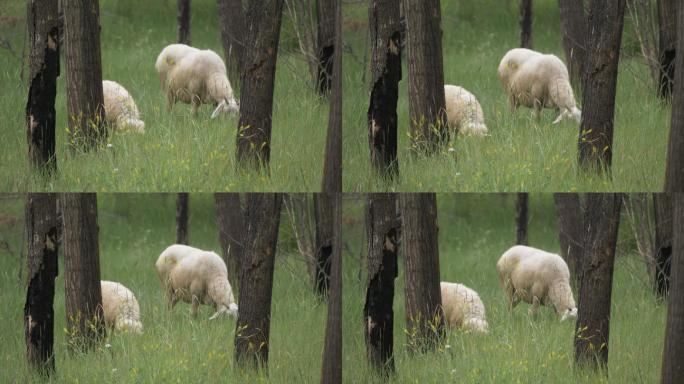 野外树林放羊视频素材