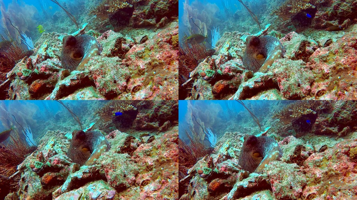 珊瑚礁中伪装的珊瑚章鱼