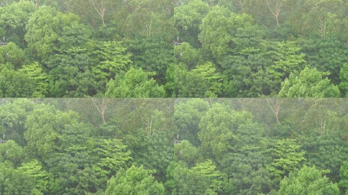 雨天森林狂风暴雨风吹打树木下雨天