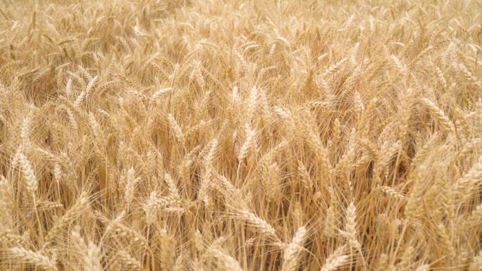 麦田成熟的小麦