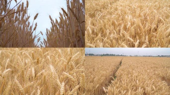 麦田成熟的小麦