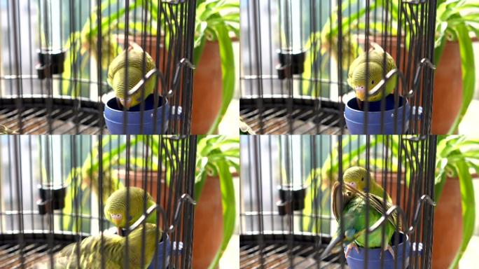 鹦鹉在鸟笼里吃东西