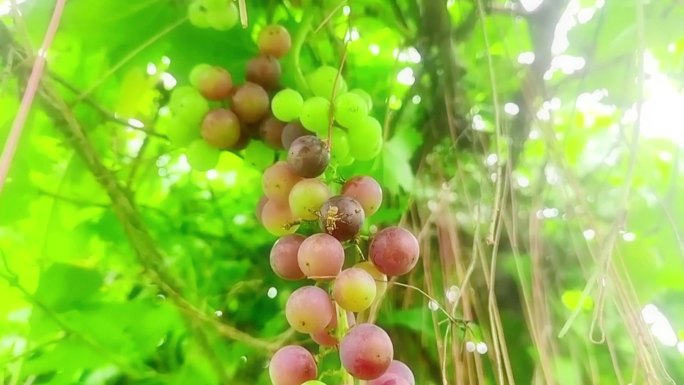 新鲜水果葡萄爬藤