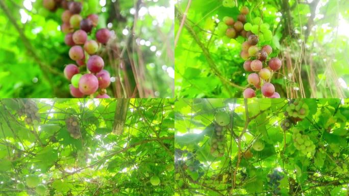 新鲜水果葡萄爬藤