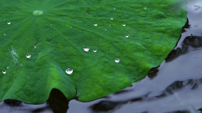 荷叶上的水珠露珠露水 下雨天雨中春雨