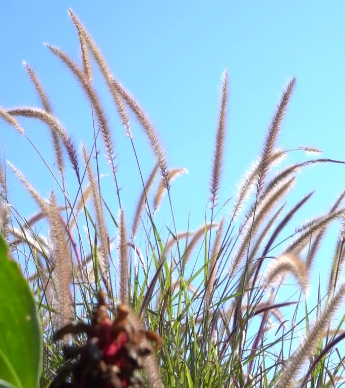 狗尾巴草阳光飞虫植物大自然竖屏晴天木瓜