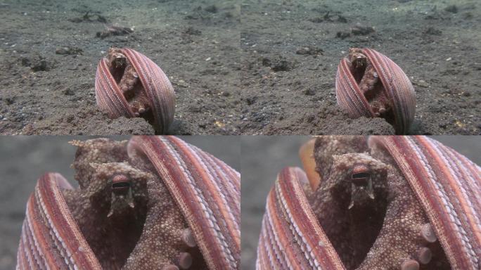 贝壳章鱼