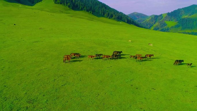 航拍新疆草原上的马