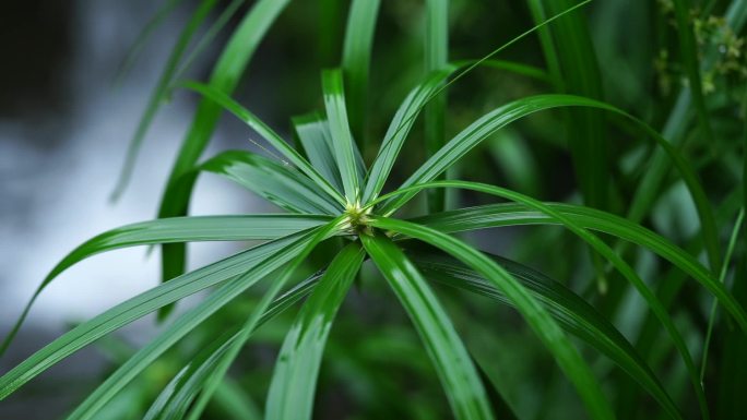 雨天植物