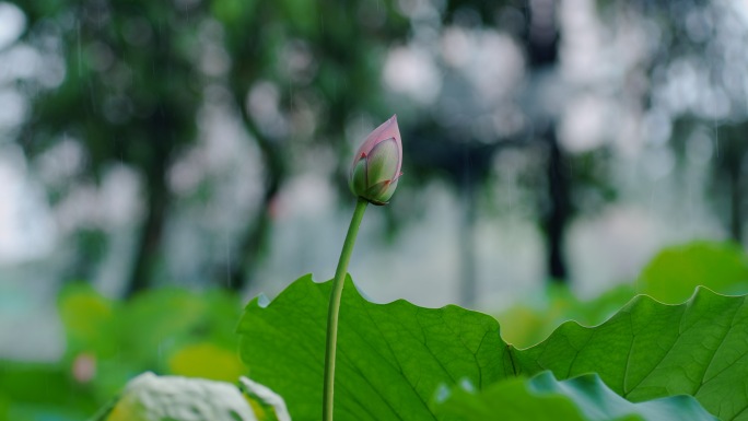 实拍唯美夏雨季空镜头 夏至