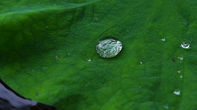 荷叶上的水珠露珠露水 下雨天雨中春雨