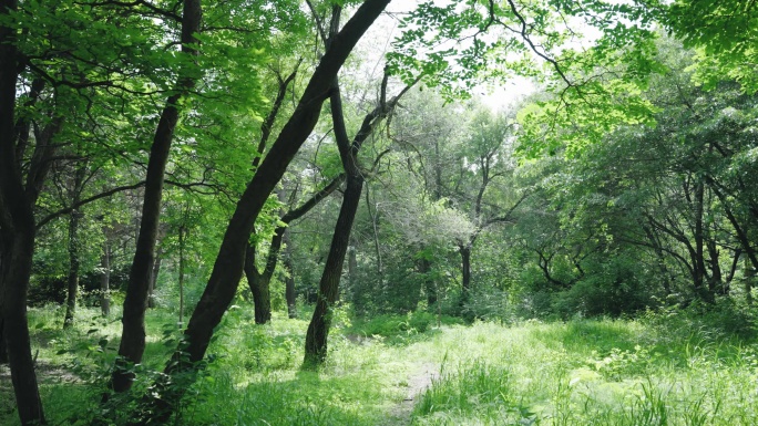 4k穿梭森林唯美清新绿树成荫山间小路阴凉