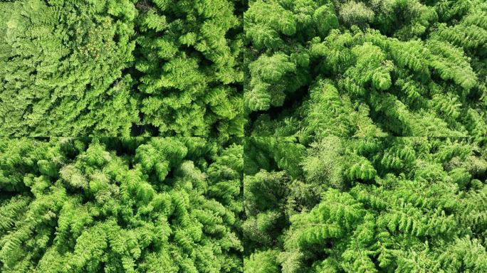 4K绿色竹林自然风景航拍