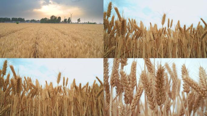 麦田麦穗成熟的麦子