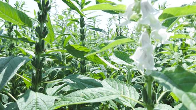 芝麻种植