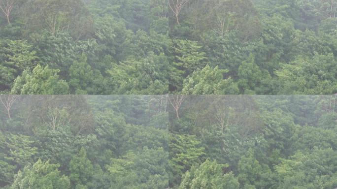 雨天森林狂风暴雨风吹打树木下雨天树林