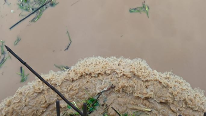 洪水过境雨天急流浑浊河水奔腾而过