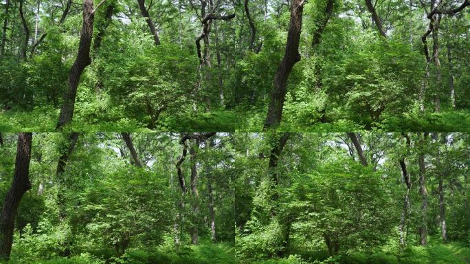 4k穿梭森林唯美清新绿树成荫山间小路阴凉