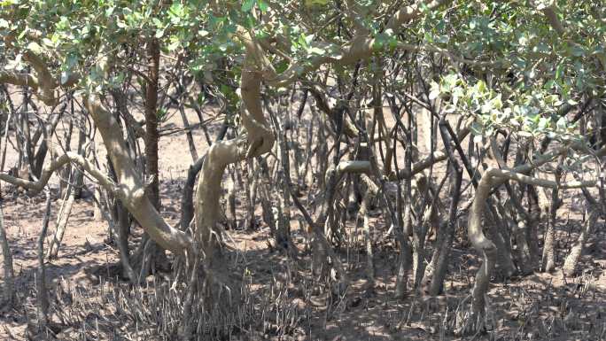 防城港红树林植物白骨壤及其指状根