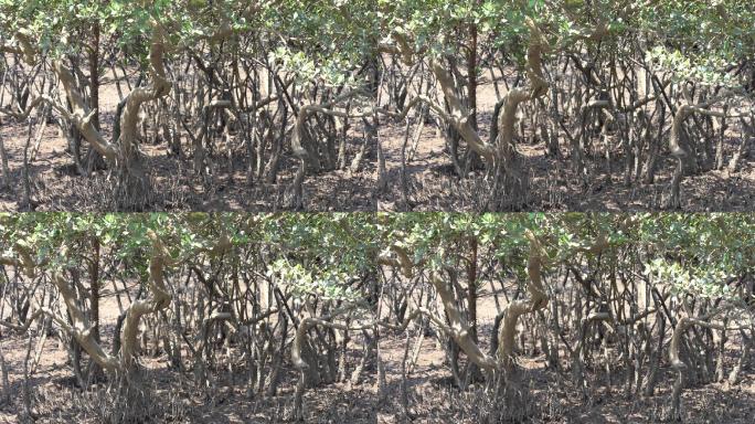 防城港红树林植物白骨壤及其指状根