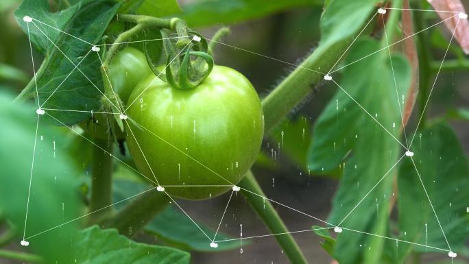 科技农业西红柿