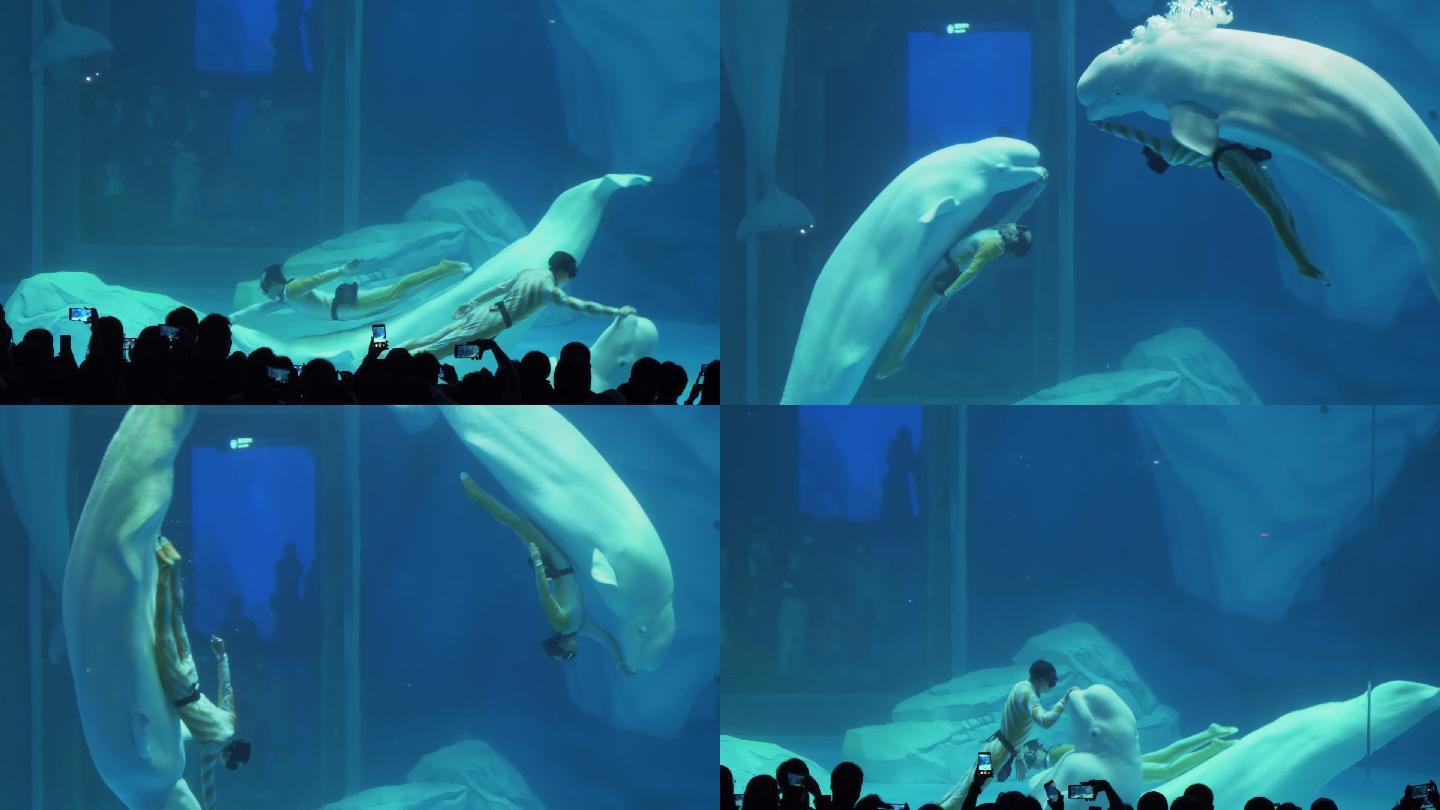 海豚表演视频素材