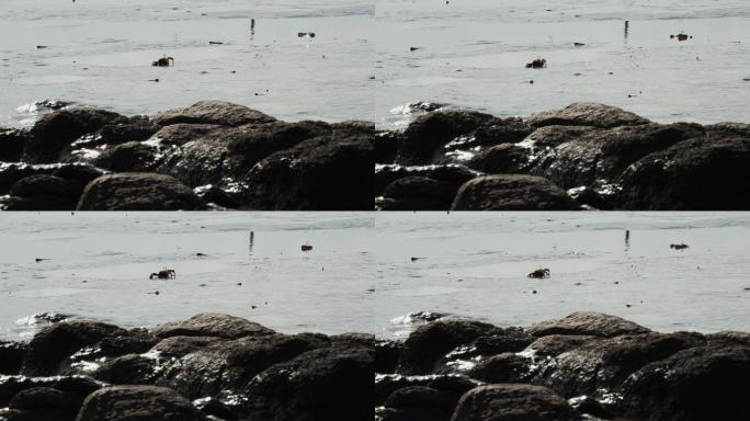 螃蟹，海滩退潮视频素材