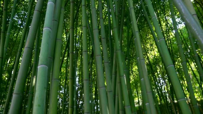 竹林，自然背景绿竹竹节