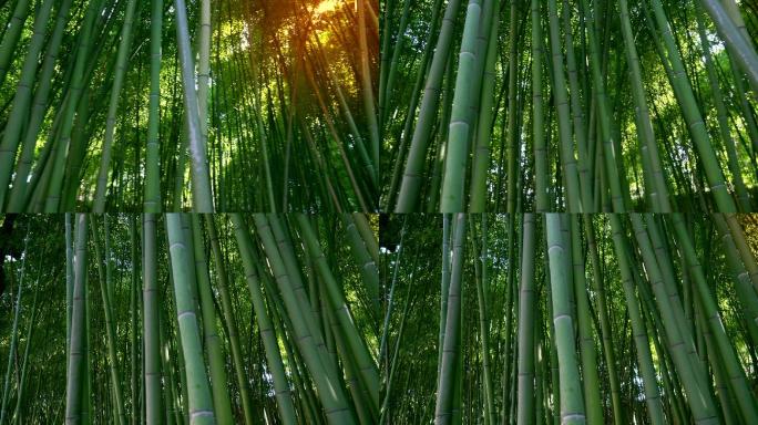 竹林，自然背景绿竹竹节