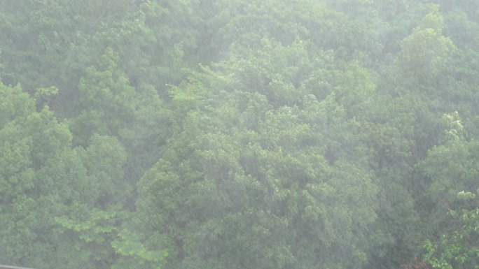 雨天森林狂风暴雨风吹打树木下雨天树林