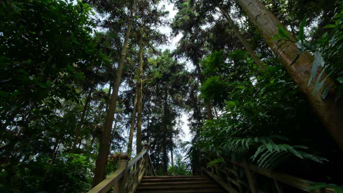 原始森林观光步道 景观步道 木栈道