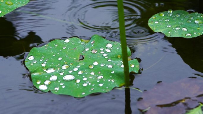 荷叶水滴 雨滴