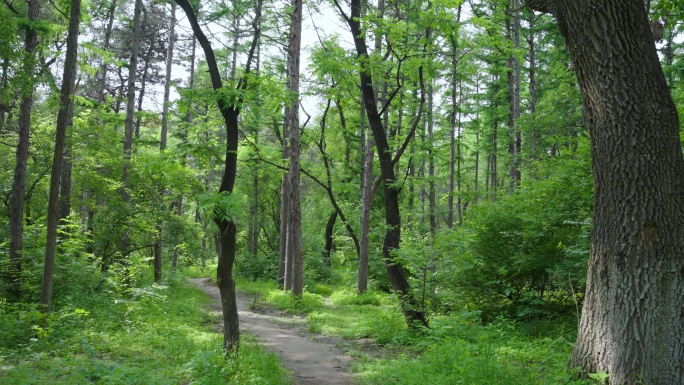 4k穿梭森林唯美清新绿树成荫山间小路阴凉