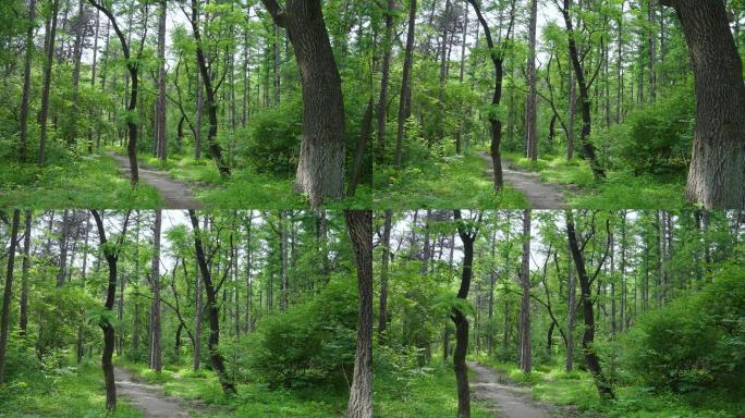 4k穿梭森林唯美清新绿树成荫山间小路阴凉