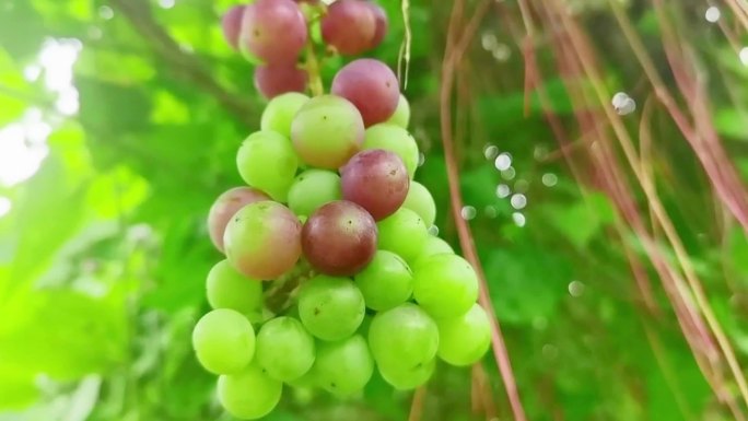 一串半成熟的葡萄