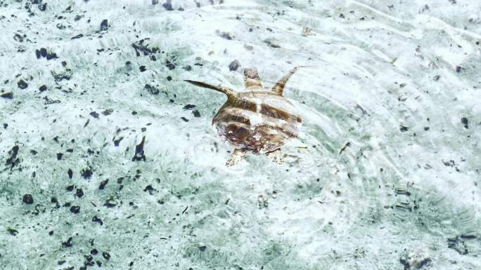 玳瑁海龟在海里游泳和吃海藻