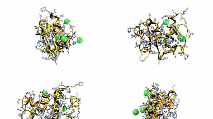人胰岛素-NTSC模型